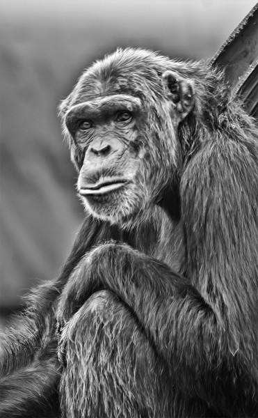 chimpanzee