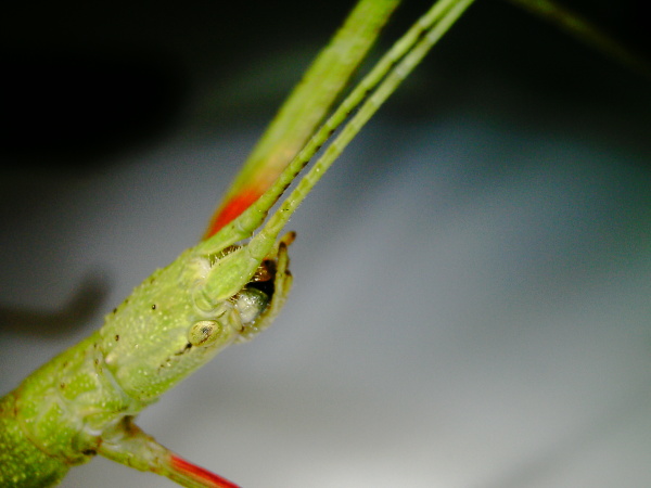 carausius morosus stick insect